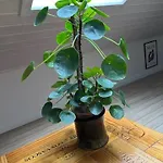 Driverhuset Bed & Breakfast