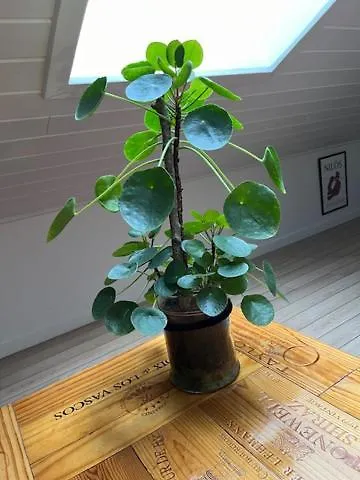 Driverhuset Bed and breakfast